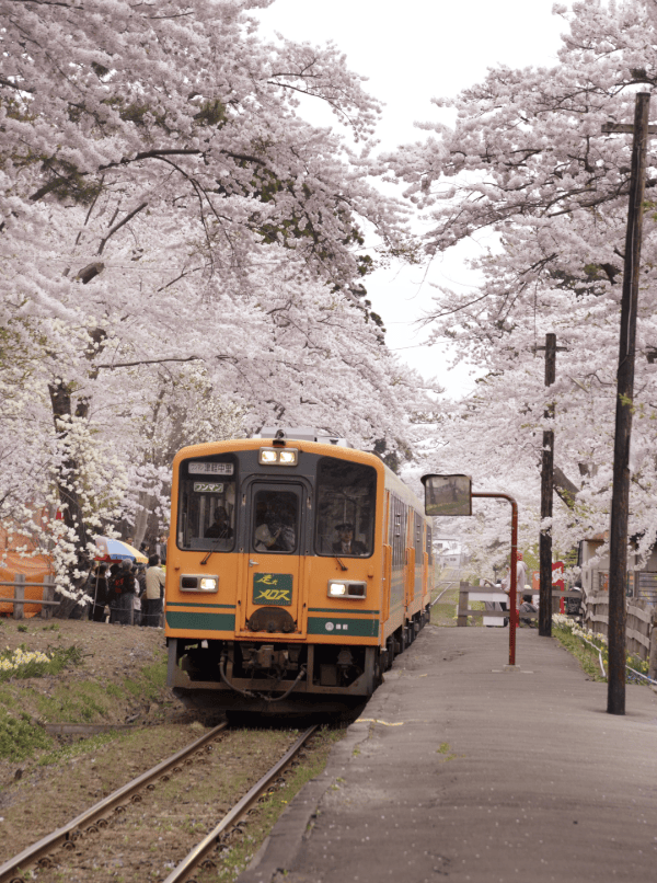青森賞櫻｜3. 蘆野公園